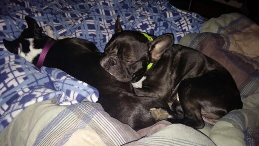 Boston_Frenchie's profile picture. We're Cuddy and Dexter, a boston terrier and a french bulldog