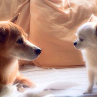 yoshi (@hayoshico) Twitter profile photo
