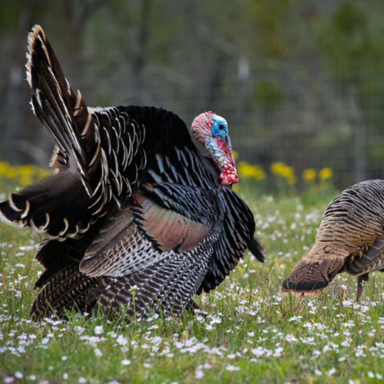 hunting_on_twit's profile picture. A place for all species big or small! Proud of your acomplishment or first kill? tag me in a post with a picture of your harvest to be featured on my page!