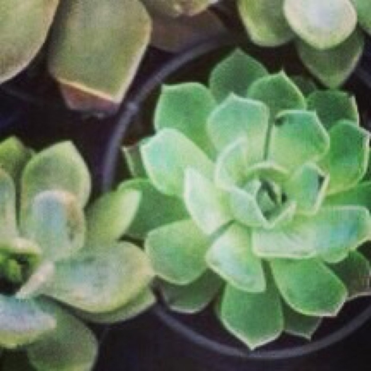 babysizzurp's profile picture. 