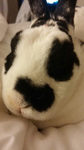 Stewart🐰💗🌸さんのプロフィール画像
