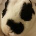 Stewart🐰💗🌸 (@stewbunny) Twitter profile photo