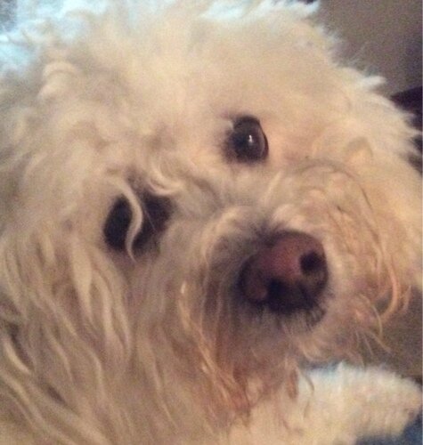 chaplainlcj's profile picture. ✝Honored to serve a risen Savior in  the Department of Corrections
Sharing Jesus everywhere
Husband,Father, & 3-dogs 
Back up account of (tom_chaplain)