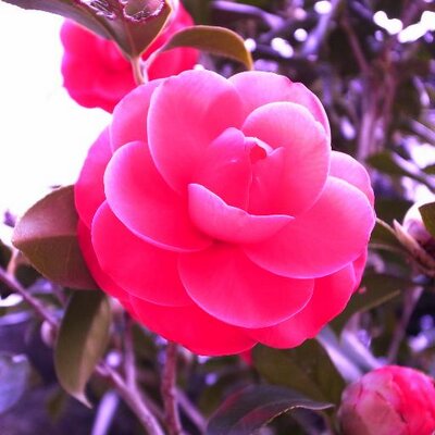 sakura