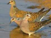 jaml_jj73's profile picture. 