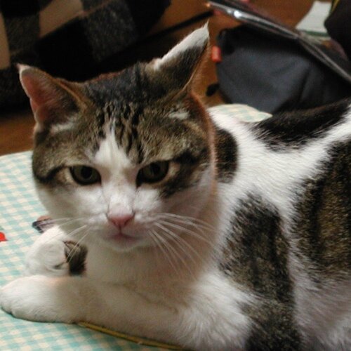 翠さんのプロフィール画像