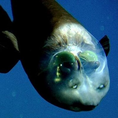 どん引き深海魚ワロタｗｗｗ در توییتر ブロブフィッシュ こんなおっさん見たことあるｗｗｗｗ T Co Jt0b6ahupq