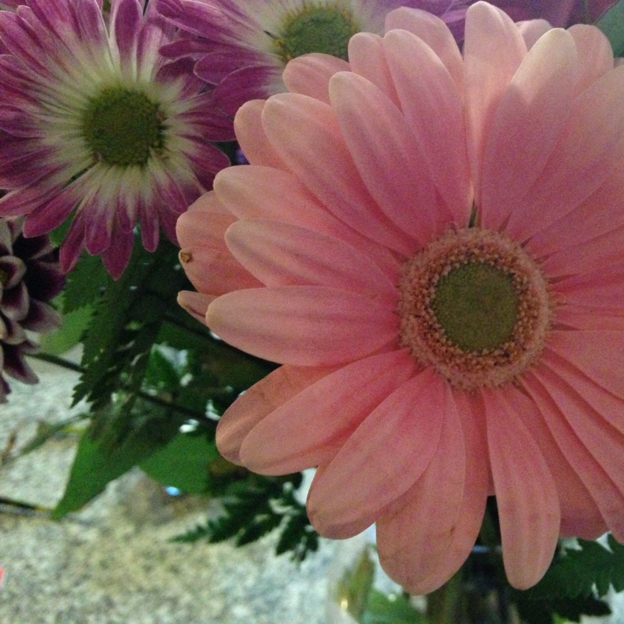 Paloopa28's profile picture. 