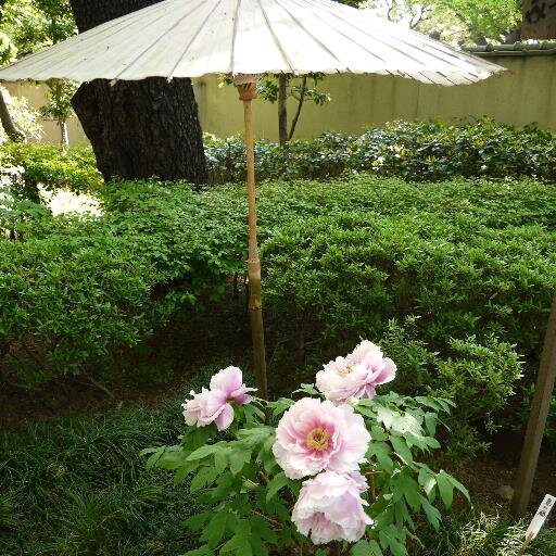 中年から始めたへぼ碁打ちのおやじです。「日に一度はよいことを」胸に、日常感じたことを呟いています。