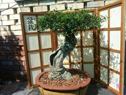 The art of bonsai. learning how to shape, bend and carve bondai trees. http://t.co/vRhVivINX2