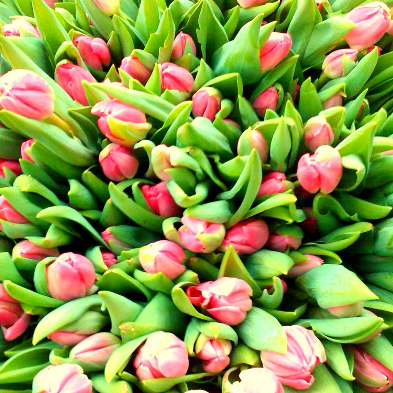 melonpanda92's profile picture. 