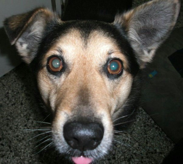 PaoBabasonica's profile picture. 