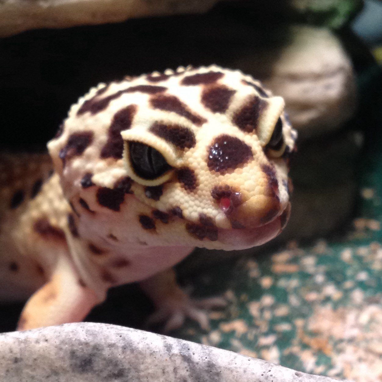 Zorec1's profile picture. 