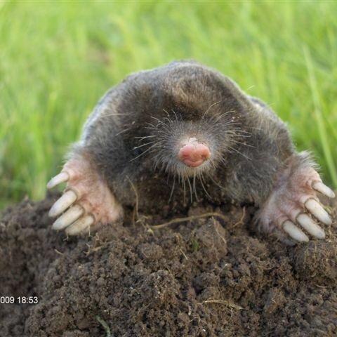 MoleControl's profile picture. Do you have a Mole problem? Shropshire Mole Control has over 30 years experience in Shropshire and the Welsh borders. Don't make a mountain out of a Molehill!
