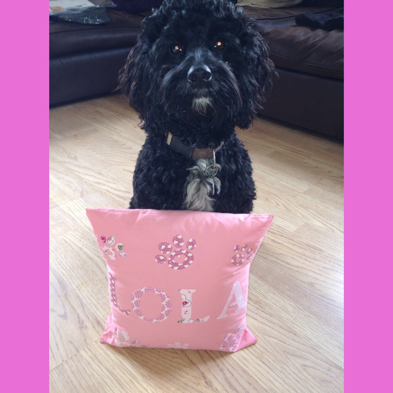 LolaCockapoo's profile picture. Love my ball love my mummy and love exploring parks and playing with friendly doggies.....not necessarily in that order