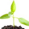 OrganicseedsNL's profile picture. A prominent business network of Dutch nurseries and traders who bring high quality seeds, plants and seedlings for organic vegetable crops on the market.