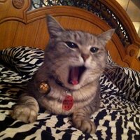 NORIKO NOTO (@neko8non) 's Twitter Profile