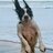 nicolabennett73's profile image