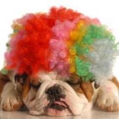Happiness is dogs.