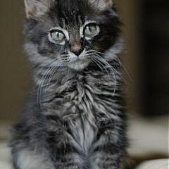 crjhgbjyif's profile picture. Хочу заработать в интернете большие и стабильные деньги ))