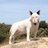 BullterrierM's profile image