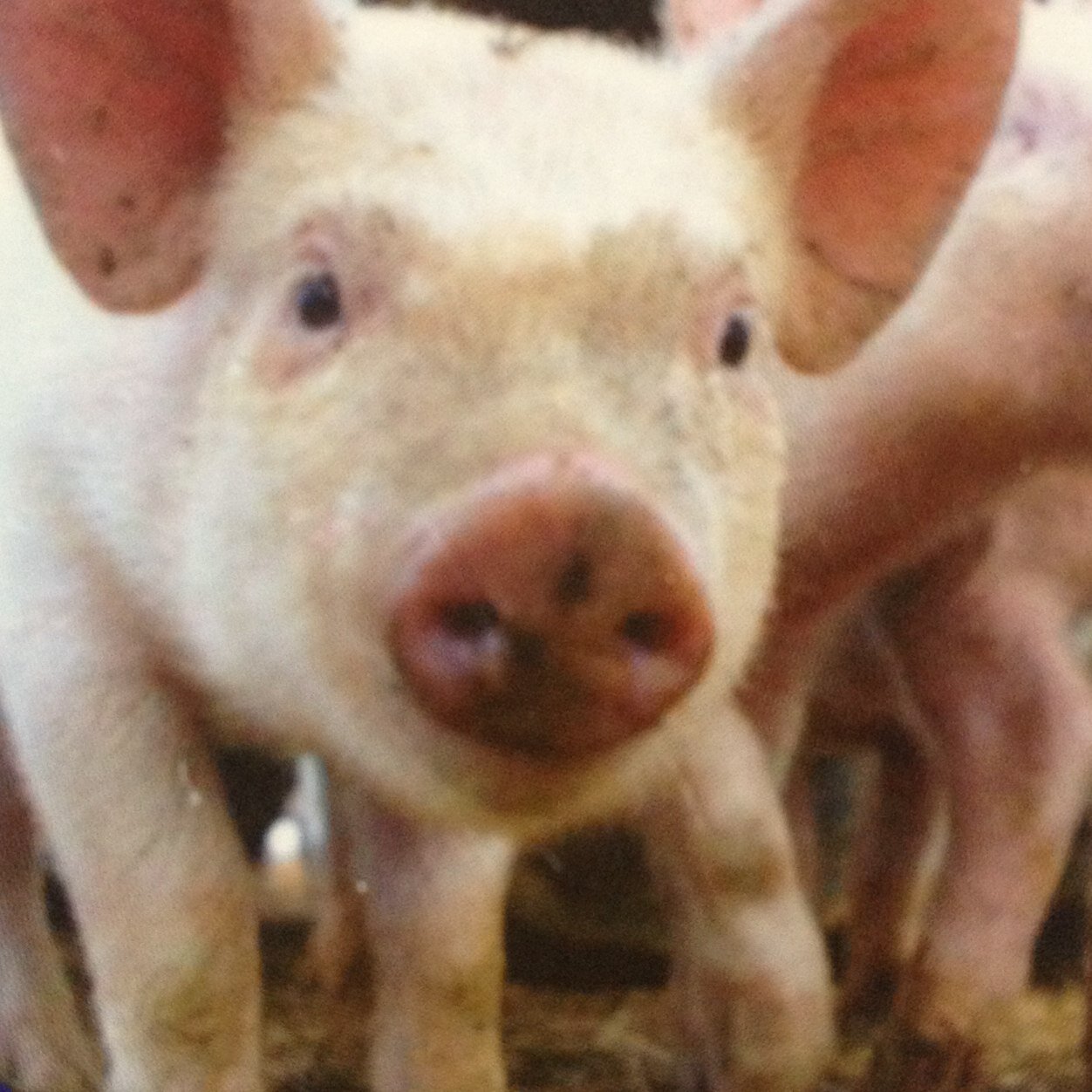 corkps's profile picture. caroloconnellcork@gmail.com