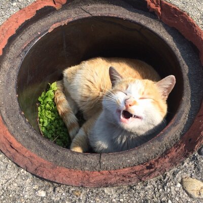 もっちりおうどん