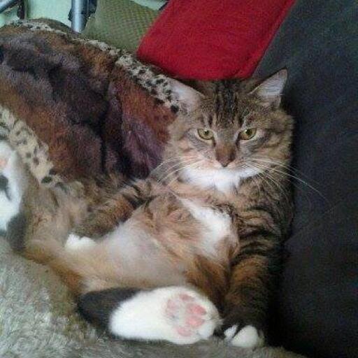 MainCoonCatClub's profile picture. This is our Official Twitter Page for Our Facebook Group MainCoon Cat Club :), Head admin Tamahau Brown