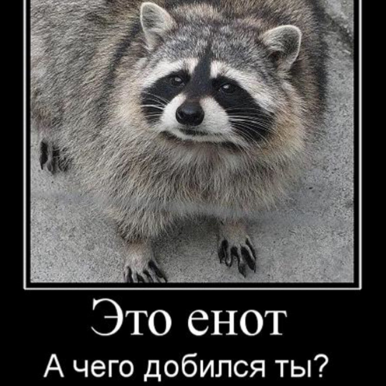 картинка она меня бесит с енотом хроническое отличие