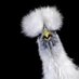 Madame Poulet (@mmepouletnl) Twitter profile photo