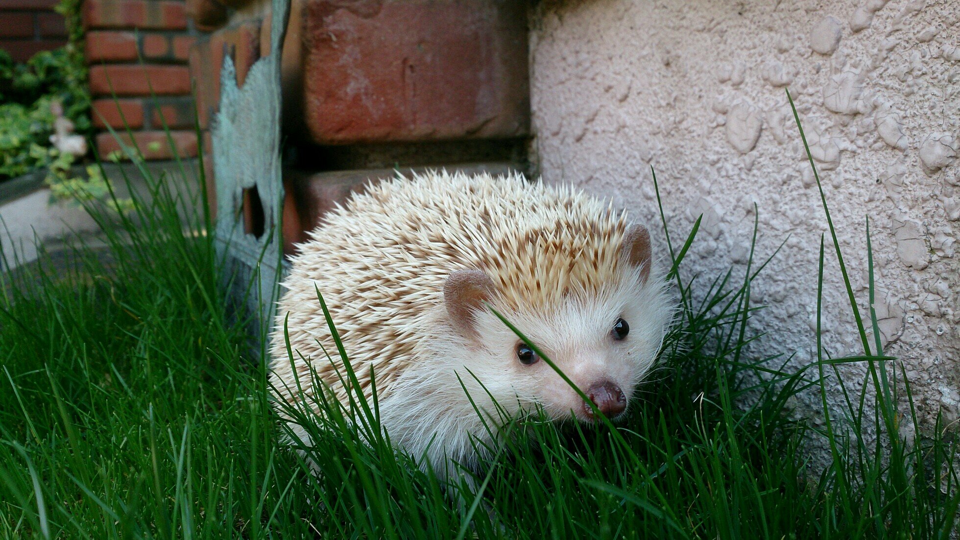 pn_nemuno's profile picture. ハリネズミ（享年4才10ヵ月）飼ってました。漫画、小説、映画、生き物、ダイビングが好きなオタクです。たまーに呟きます。※アップした画像は全て無断転載、自作発言など禁止です。刀剣乱舞、FGO、ツイステ、MARVEL等にハマってます。