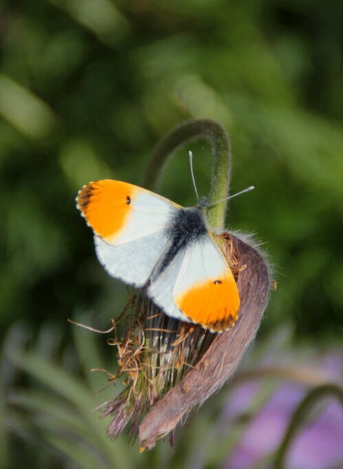 ChCrunchie's profile picture. 