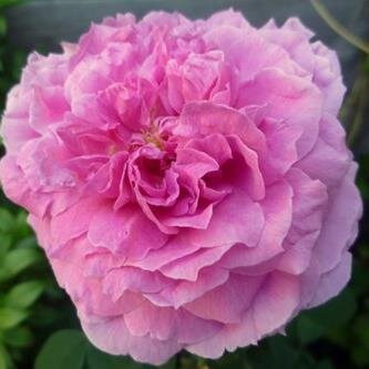 norfolkrose's profile picture. Love Track and Field Athletics and researching family history