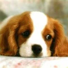 Kibi49's profile picture. 