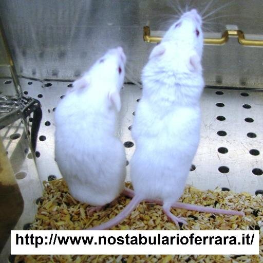 #NoStabularioFerrara #ItaliaSenzaVivisezione PETIZIONE http://t.co/k21h9Pkxl0