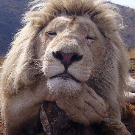 lesjumeaux59's profile picture. 