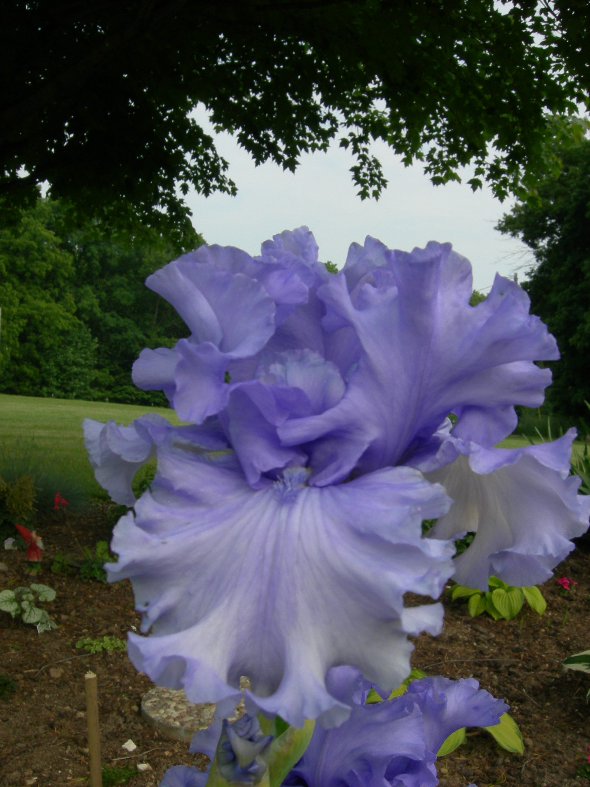 lcameruci's profile picture. Science teacher, horse fanatic, iris enthusiast, gardener, love all things nature and family!