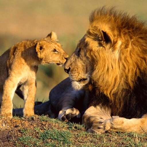 Imagine a world without the great cats of the African plains