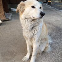 Yasuaki Kurata (@kuratank) 's Twitter Profile