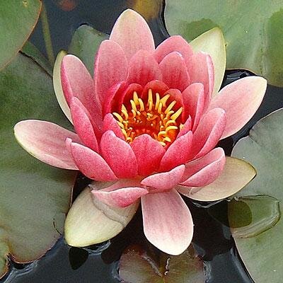 pondplantsuk's profile picture. We grow pond plants and moist loving plants. We sell already potted pond plants & patio container ponds mailorder. Won 7 Chelsea Gold Medals from 2011 - 2017