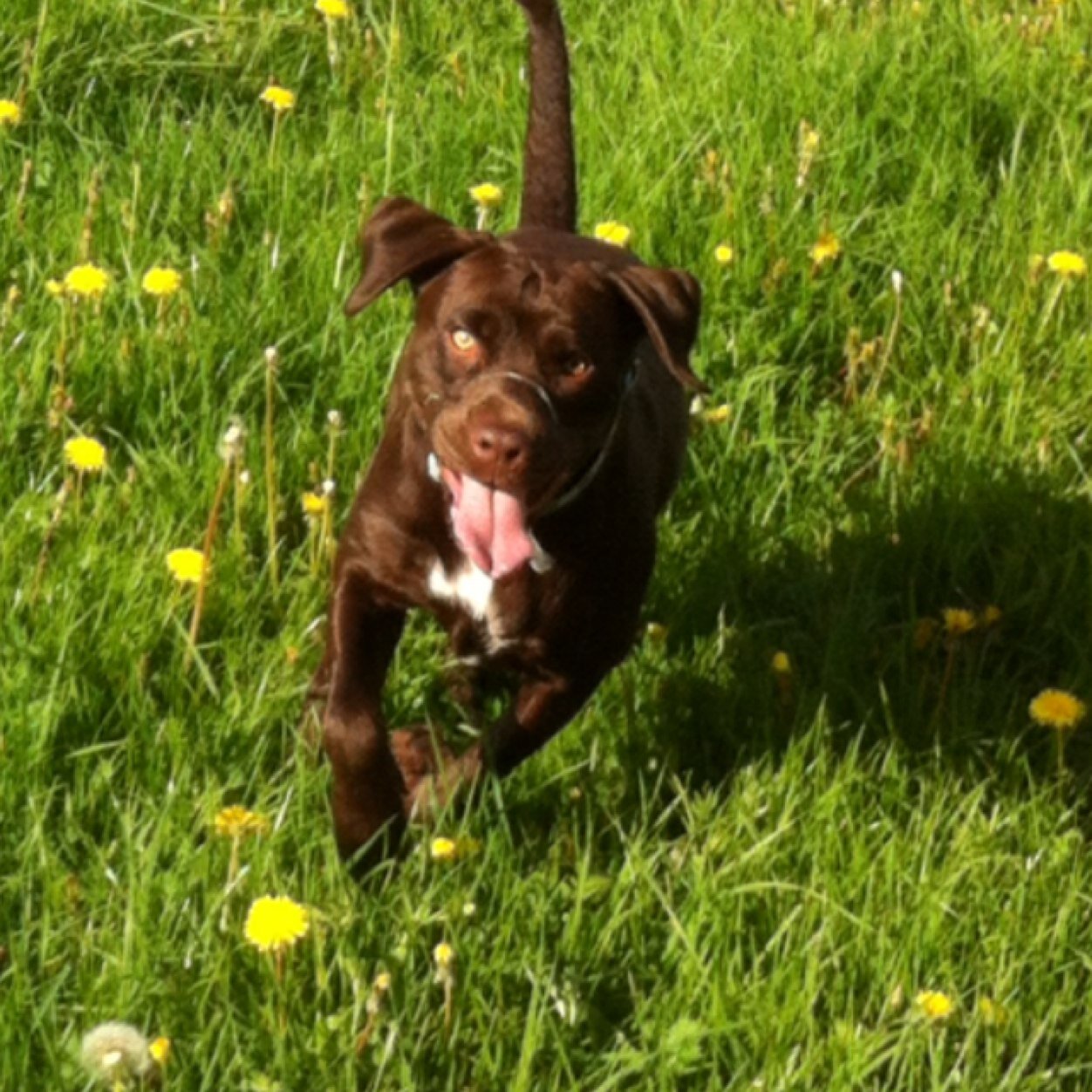 At Natures Way we want to give your pets the best food possible. We stock only the best raw food available so please check out our Facebook page and website