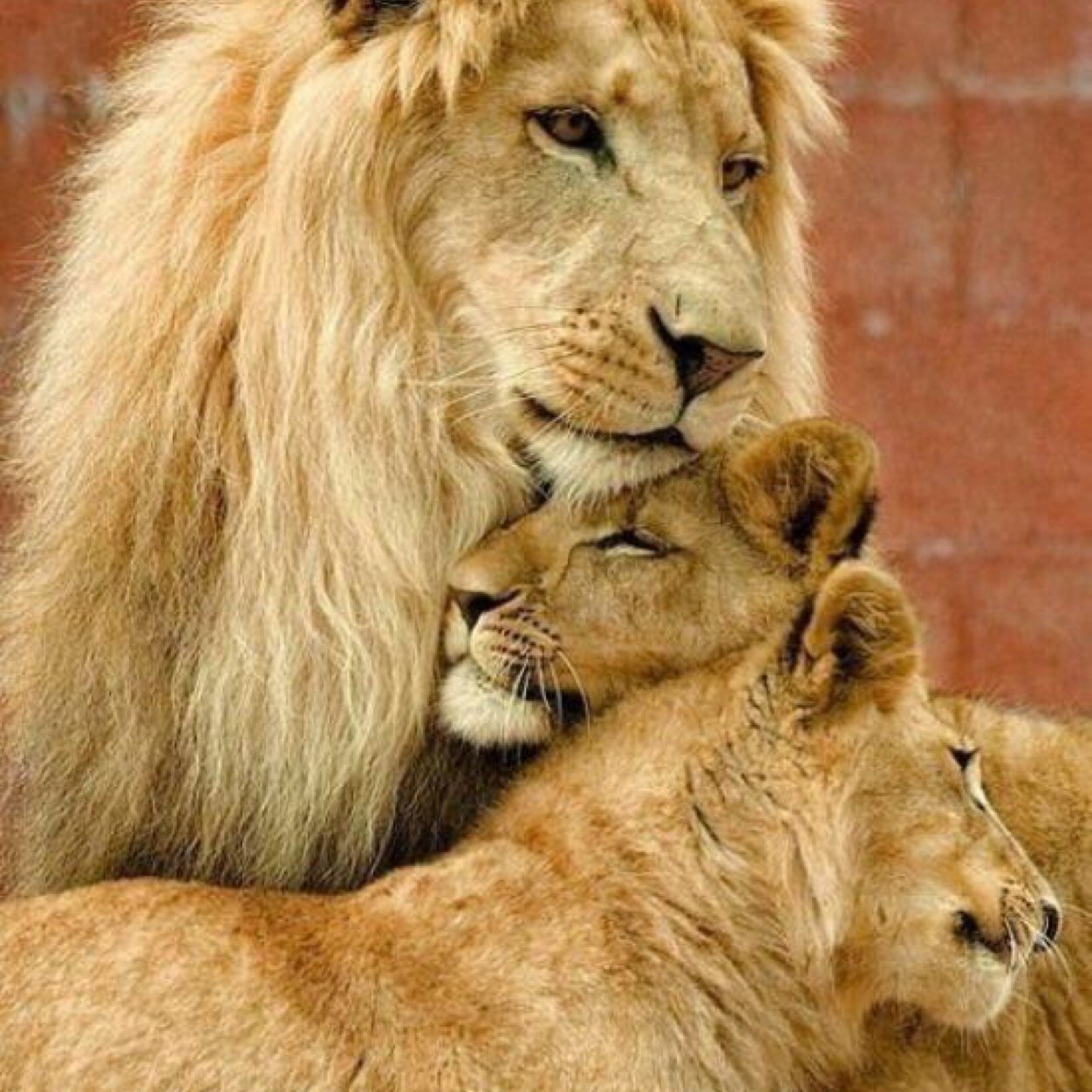 Love animals ? Then follow ! :)