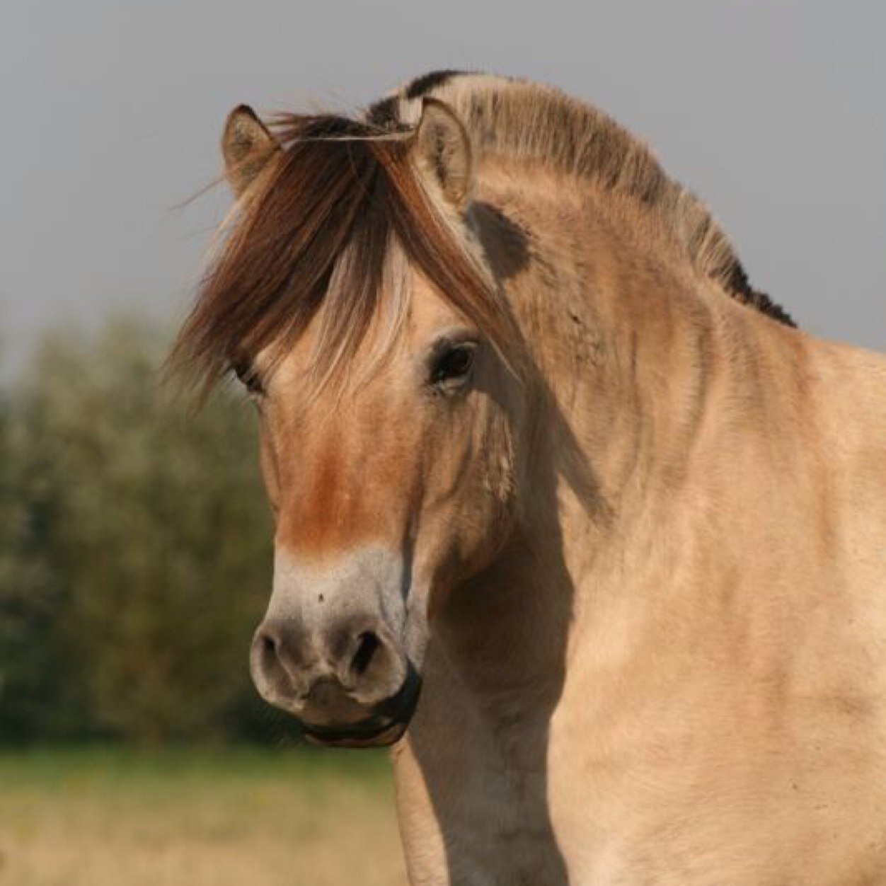 hoe beter je de mensen leert kennen hoe meer je van dieren gaat houden...