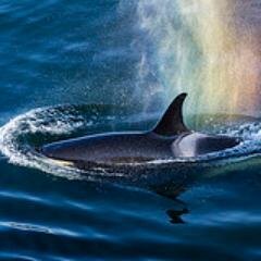 Saturna Island in the Southern Gulf Islands of BC, Canada. Watch the whales, hike, camp, beach-comb, eat local, sunbathe, meet the community.