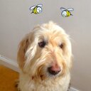 Jo King - @joking999 - Twitter