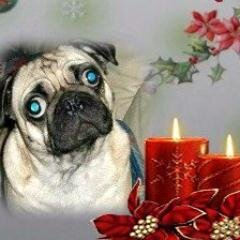 bellaboo112111's profile picture. The greatness of a nation and its moral progress can be judged by the way its animals are treated