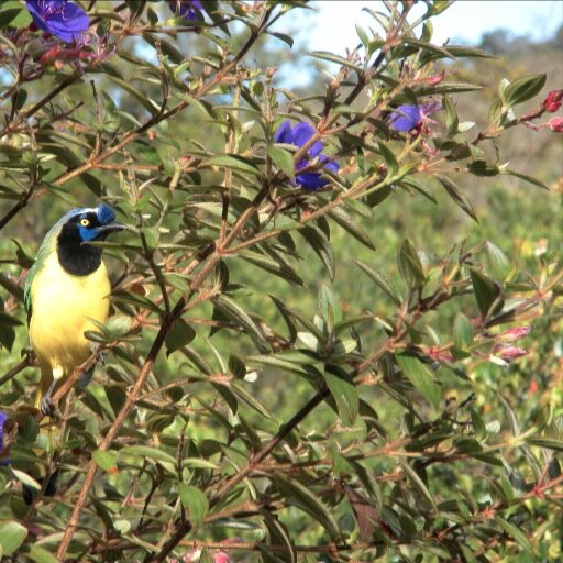 QuerreQuerreIII's profile picture. Adicta al twitter, leo pero no escribo