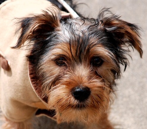 WinstonGrins's profile picture. A big little Yorkie with an even bigger attitude!