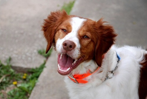 I'm a Brittany Spaniel who rules the roost, except when it comes to my little brother the Yorkie @WinstonGrins