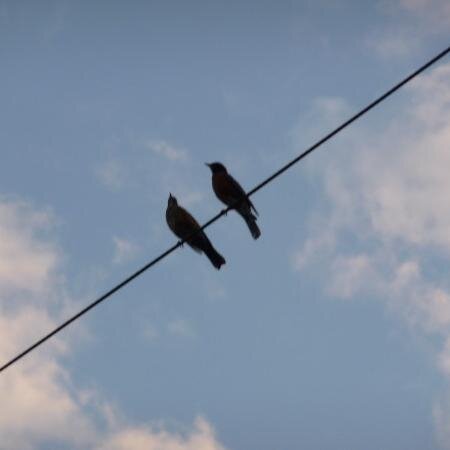 rightindy's profile picture. Biblical on moral issues--1M1W, Pro-Life .. Right-Independent. .......Most of all, pray.